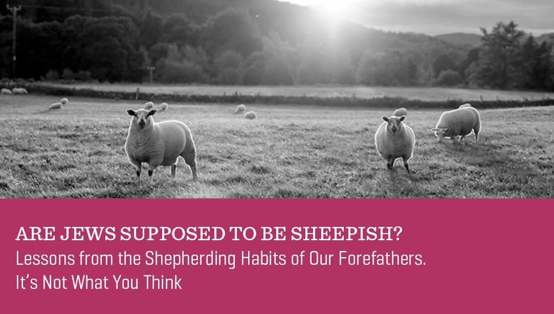 Are Jews Supposed to be Sheepish?